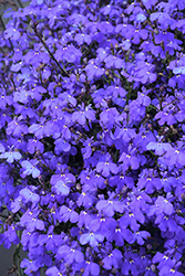 Laguna Dark Blue Lobelia (Lobelia erinus 'USLOB0901') at A Very Successful Garden Center