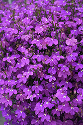 Laguna Ultraviolet Lobelia (Lobelia erinus 'Laguna Ultraviolet') at Lakeshore Garden Centres