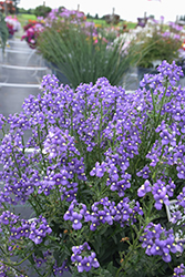 Bluebird Nemesia (Nemesia 'Bluebird') at Lakeshore Garden Centres