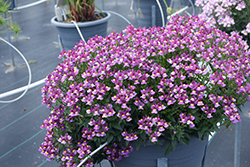 Aromance Mulberry Nemesia (Nemesia 'Aromance Mulberry') at Lakeshore Garden Centres