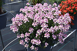 Aromance&reg Pink Nemesia (Nemesia 'INNEMAROPI') at Lakeshore Garden Centres