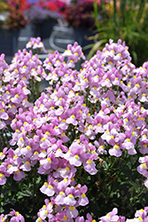 Aromance&reg Pink Nemesia (Nemesia 'INNEMAROPI') at Lakeshore Garden Centres