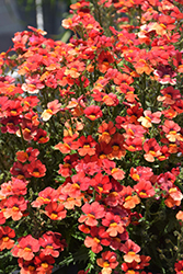 Sunsatia Blood Orange Nemesia (Nemesia 'Sunsatia Blood Orange') at Lakeshore Garden Centres