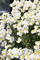 Sunsatia Coconut Nemesia (Nemesia 'Sunsatia Coconut') at Lakeshore Garden Centres