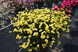 Sunsatia Lemon Nemesia (Nemesia 'Sunsatia Lemon') at Lakeshore Garden Centres