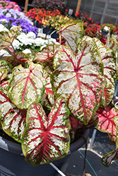 Heart to Heart Bottle Rocket Caladium (Caladium 'Bottle Rocket') at Lakeshore Garden Centres