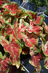Heart to Heart Mesmerized Caladium (Caladium 'Mesmerized') at Lakeshore Garden Centres