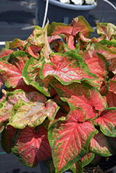 Heart to Heart Chinook Caladium (Caladium 'Chinook') at Lakeshore Garden Centres