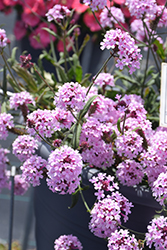 Cake Pops Pink Verbena (Verbena rigida 'WNVECPPK') at Lakeshore Garden Centres