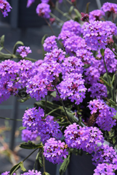 Cake Pops Purple Verbena (Verbena rigida 'WNVECPPUR') at Lakeshore Garden Centres