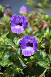 Summer Wave Large Violet Torenia (Torenia 'Summer Wave Large Violet') at Lakeshore Garden Centres