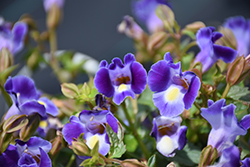 Catalina Midnight Blue Torenia (Torenia 'Dancat911') at Lakeshore Garden Centres