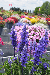 Unplugged So Blue Salvia (Salvia farinacea 'G14251') at Lakeshore Garden Centres