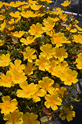 Mojave Yellow Portulaca (Portulaca grandiflora 'Mojave Yellow') at Lakeshore Garden Centres