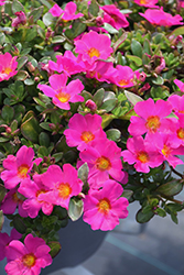 Mojave Fuchsia Portulaca (Portulaca grandiflora 'Mojave Fuchsia') at Lakeshore Garden Centres