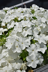 Intensia White Annual Phlox (Phlox 'DPHLOX866') at Lakeshore Garden Centres