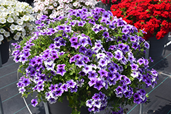 Intensia Blueberry Annual Phlox (Phlox 'Intensia Blueberry') at Lakeshore Garden Centres