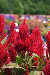 Kelos Fire Red Celosia (Celosia 'Kelos Fire Red') at Lakeshore Garden Centres