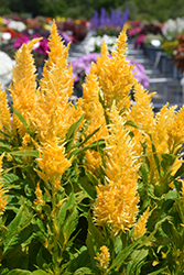 Kelos Fire Yellow Celosia (Celosia 'Kelos Fire Yellow') at Lakeshore Garden Centres