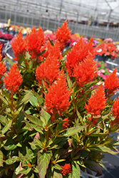 Kelos Fire Orange Celosia (Celosia 'Kelos Fire Orange') at Lakeshore Garden Centres