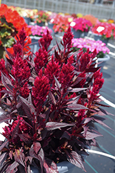Kelos Fire Magenta Celosia (Celosia 'Kelos Fire Magenta') at Lakeshore Garden Centres