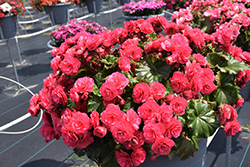 Vermillion Hot Pink Begonia (Begonia x hiemalis 'Vermillion Hot Pink') at Lakeshore Garden Centres