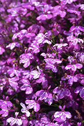 Rift Purple Lobelia (Lobelia 'Rift Purple') at Lakeshore Garden Centres