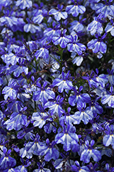 Rift Blue Lobelia (Lobelia 'Rift Blue') at Lakeshore Garden Centres