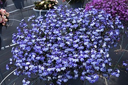 Rift Blue Lobelia (Lobelia 'Rift Blue') at Lakeshore Garden Centres