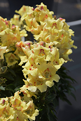 Buttery Dragon Snapdragon (Antirrhinum majus 'Buttery Dragon') at Lakeshore Garden Centres
