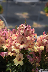 Peachy Dragon Snapdragon (Antirrhinum majus 'Peachy Dragon') at Lakeshore Garden Centres
