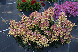 Peachy Dragon Snapdragon (Antirrhinum majus 'Peachy Dragon') at Lakeshore Garden Centres