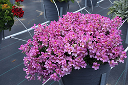 Rosey Dragon Snapdragon (Antirrhinum majus 'Rosey Dragon') at Lakeshore Garden Centres