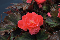 I'Conia Bacio Salmon Begonia (Begonia 'I'Conia Bacio Salmon') at Lakeshore Garden Centres