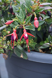 Angel Earrings Dainty Fuchsia (Fuchsia 'Angel Earrings Dainty') at Lakeshore Garden Centres