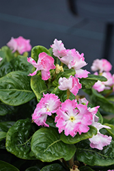 Soiree Flamenco Pink Twist Vinca (Catharanthus roseus 'Soiree Flamenco Pink Twist') at Lakeshore Garden Centres