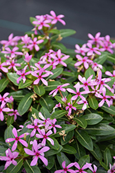 Soiree Kawaii Light Purple Vinca (Catharanthus roseus 'SUNCATFE 291') at Lakeshore Garden Centres