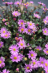 Surdaisy Pink Swan River Daisy (Brachyscome 'Surdaisy Pink') at Lakeshore Garden Centres