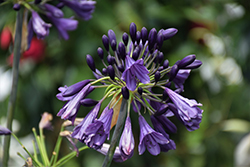 Poppin' Purple Agapanthus (Agapanthus 'Mp003') at Lakeshore Garden Centres