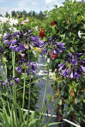 Poppin' Purple Agapanthus (Agapanthus 'Mp003') at Lakeshore Garden Centres
