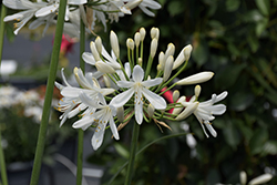 Whitney Agapanthus (Agapanthus 'Whitney') at Lakeshore Garden Centres
