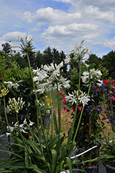 Whitney Agapanthus (Agapanthus 'Whitney') at Lakeshore Garden Centres