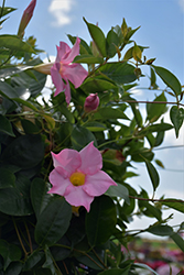 Madinia Maximo Light Pink Mandevilla (Mandevilla 'Maximo Light Pink') at Lakeshore Garden Centres