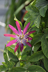 Vanessa Passion Flower (Passiflora 'Vanessa') at Lakeshore Garden Centres
