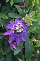 Amethyst Passion Flower (Passiflora 'Amethyst') at A Very Successful Garden Center