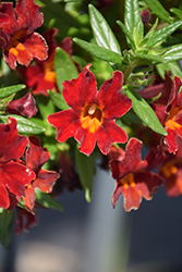 Mai Tai Red Monkeyflower (Mimulus 'Mai Tai Red') at Lakeshore Garden Centres