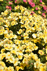 Nesia Inca Nemesia (Nemesia 'Nesia Inca') at Lakeshore Garden Centres