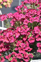 Nesia Magenta Nemesia (Nemesia 'Nesia Magenta') at Lakeshore Garden Centres