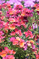 Nesia Tropical Nemesia (Nemesia 'Nesia Tropical') at Lakeshore Garden Centres
