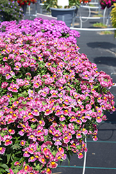 Nesia Tutti Frutti Nemesia (Nemesia 'Nesia Tutti Frutti') at Lakeshore Garden Centres